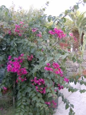 buganvillea nel giardino