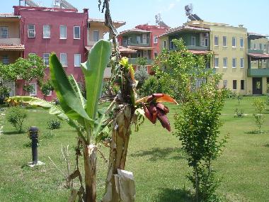 Holiday House in kizilot (Antalya) or holiday homes and vacation rentals