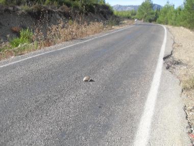 Chalet in Olympos (Antalya) or holiday homes and vacation rentals