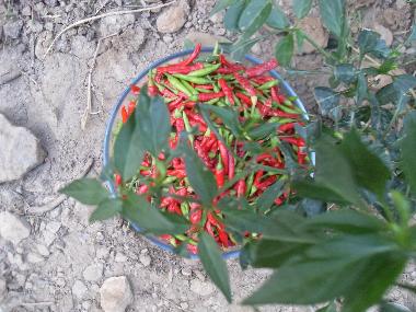 Chalet in Olympos (Antalya) or holiday homes and vacation rentals