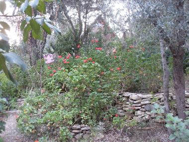 Chalet in Olympos (Antalya) or holiday homes and vacation rentals