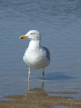 Holiday Apartment in Zandvoort (Noord-Holland) or holiday homes and vacation rentals