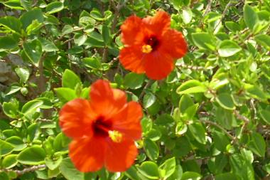 Hibiscus flower