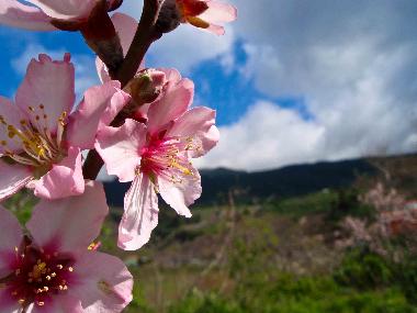 Holiday House in Las Manchas (La Palma und El Hierro) or holiday homes and vacation rentals