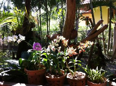 Holiday House in Aonang (Krabi) or holiday homes and vacation rentals