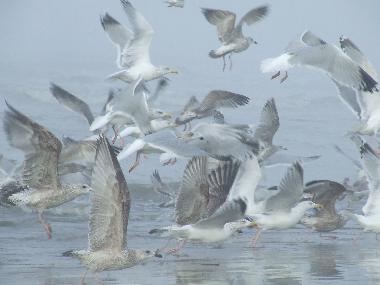 Holiday Apartment in Zandvoort (Noord-Holland) or holiday homes and vacation rentals