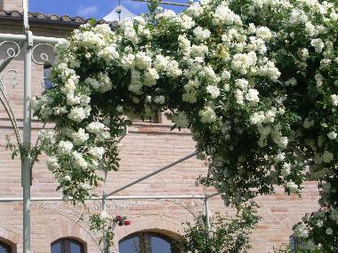 Bed and Breakfast in Treia (Macerata) or holiday homes and vacation rentals