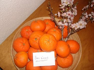 Holiday Apartment in Quarteira (Algarve) or holiday homes and vacation rentals