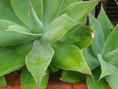 Holiday Apartment in Quarteira (Algarve) or holiday homes and vacation rentals