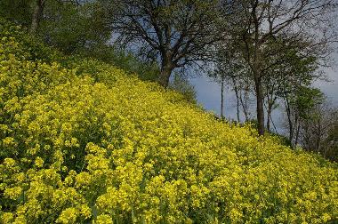 Rape blooming at the slope to the streeet