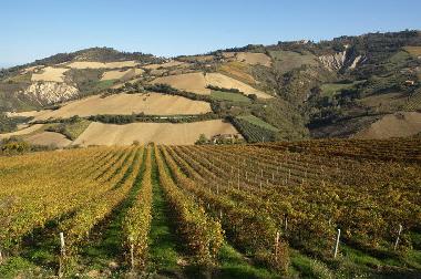 View down the vineyard