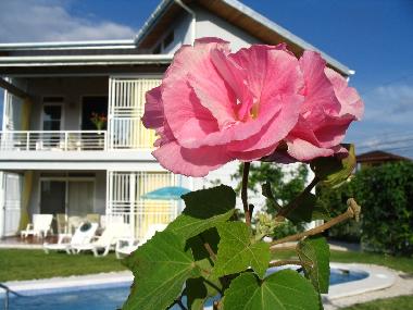 Holiday House in Playa Carrillo (Guanacaste) or holiday homes and vacation rentals