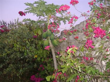 Holiday House in diani beach (Coast) or holiday homes and vacation rentals
