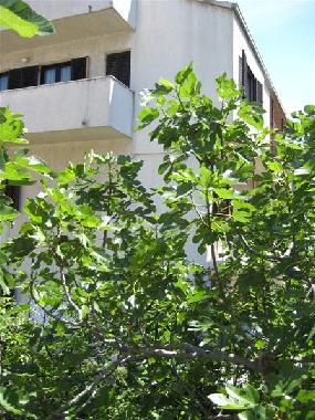 Holiday Apartment in Split (Splitsko-Dalmatinska) or holiday homes and vacation rentals