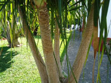 Holiday Apartment in Machico (Porto da Cruz) (Madeira) or holiday homes and vacation rentals