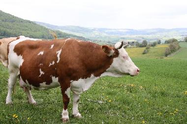 Holiday Apartment in Tann(Rhn) (Rhn) or holiday homes and vacation rentals