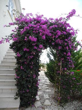 Holiday Apartment in Pafos Peyia (Paphos) or holiday homes and vacation rentals