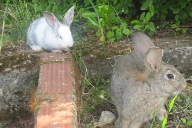 Holiday Apartment in Litochoron (Pella) or holiday homes and vacation rentals