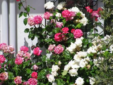 Holiday House in �z�ml� (Mugla) or holiday homes and vacation rentals