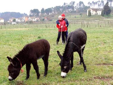 Bed and Breakfast in Lucca (Lucca) or holiday homes and vacation rentals