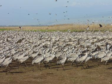 Agamon Hahula - birds watching site