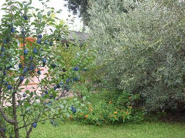 Holiday House in VILLASIMIUS (Cagliari) or holiday homes and vacation rentals