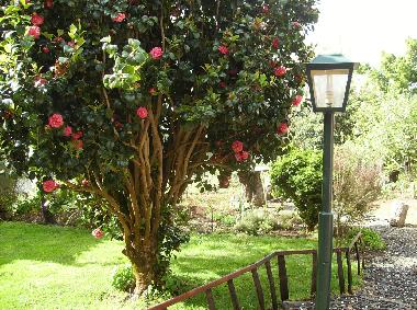 Holiday House in Camacha (Madeira) or holiday homes and vacation rentals