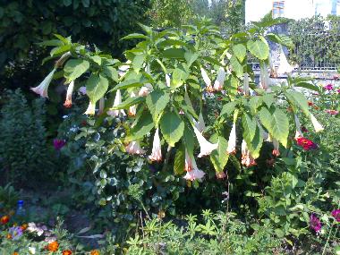 Holiday House in Horezu (Valcea) or holiday homes and vacation rentals