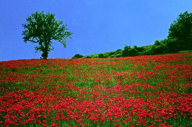 Bed and Breakfast in Sassocorvaro (Pesaro e Urbino) or holiday homes and vacation rentals