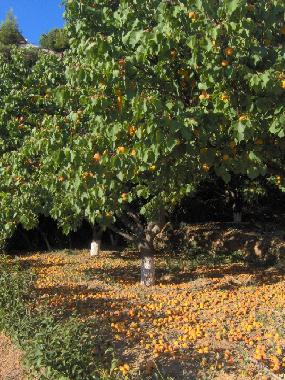 Holiday House in scholi (Kyklades) or holiday homes and vacation rentals