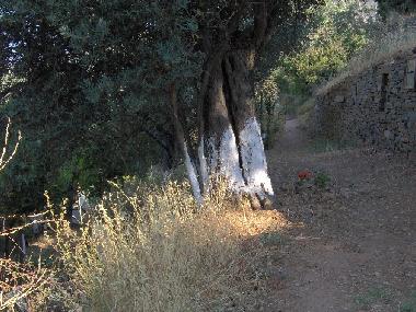 Holiday House in scholi (Kyklades) or holiday homes and vacation rentals