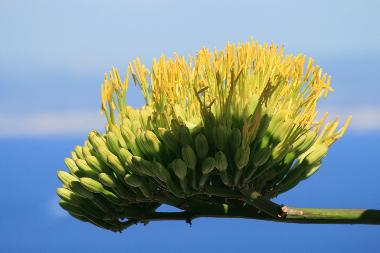 araucaria
