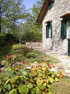 Garden and the rose bushes