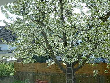 Holiday Apartment in Mayscho (Eifel - Ahr) or holiday homes and vacation rentals