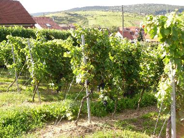 Holiday Apartment in Gleiszellen-Gleishorbach (Pfalz) or holiday homes and vacation rentals
