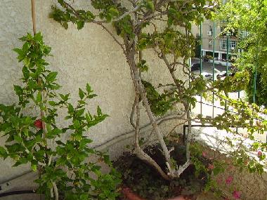 Holiday Apartment in Tel Aviv (Tel Aviv) or holiday homes and vacation rentals