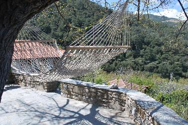 View to the pine forest