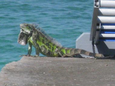 Villa in SINT MAARTEN (Sint Maarten) or holiday homes and vacation rentals