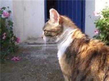 Holiday Apartment in galatas (Korinthia) or holiday homes and vacation rentals