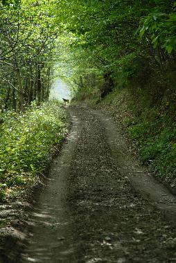 Holiday Apartment in Collanzo (Asturias) or holiday homes and vacation rentals