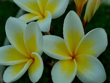 Sweet scented Frangipani