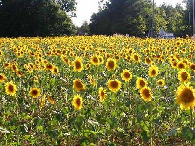 Sunflowers in the Village