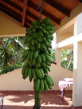 Holiday Apartment in Induruwa (Kalutara) or holiday homes and vacation rentals