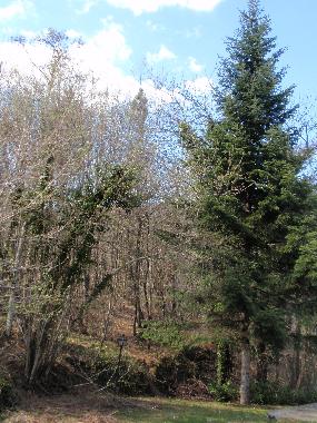 Holiday House in faltona (Arezzo) or holiday homes and vacation rentals