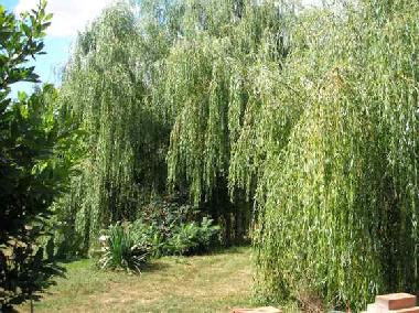 Holiday House in La Coudre (Deux-S�vres) or holiday homes and vacation rentals