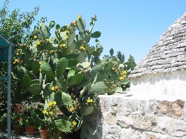 Holiday House in Ceglie Messapica (Brindisi) or holiday homes and vacation rentals