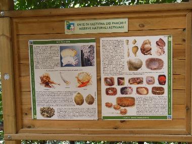 Bed and Breakfast in Asti (Asti) or holiday homes and vacation rentals