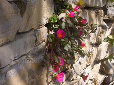 Holiday Apartment in Murazzano (Cuneo) or holiday homes and vacation rentals