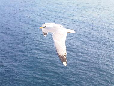 Holiday Apartment in La Mudizza (Sassari) or holiday homes and vacation rentals