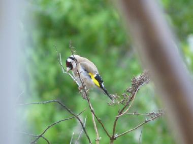 Holiday House in YTRAC (Cantal) or holiday homes and vacation rentals